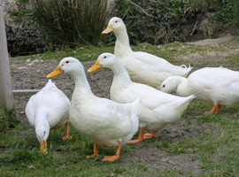 Cherry Valley Duck Hatching Eggs X 6