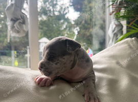 Pocket Bullyz puppy available aswell