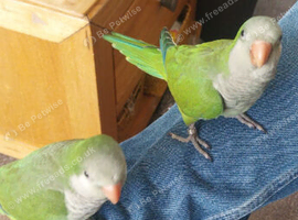 Hand tame 10 weeks old male quacker parrot