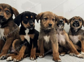 Stunning Rottweiler x Puppies
