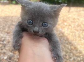 Beautiful x Russian blue kittens