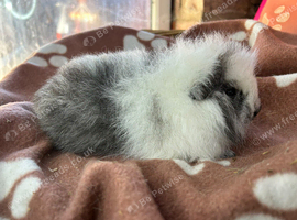 Swiss baby boy guinea pig
