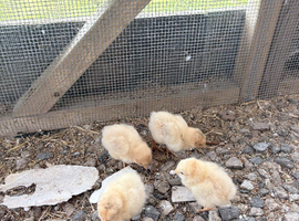Buff Orpington&rsquo;s chicks