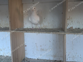 Pigeons