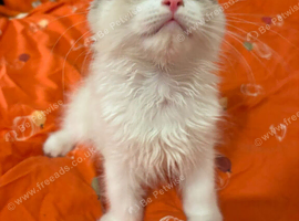 Reduced tica ragdoll kittens