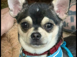 Chihuahua dog one year old champion blood line