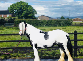 Traditional Gypsy Cob mare 13hh 6yo