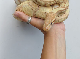 Ball python