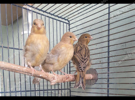 Baby canaries