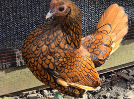 Sebright hatching eggs