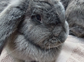 Giant french lops