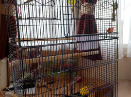 3 cockbird caranery