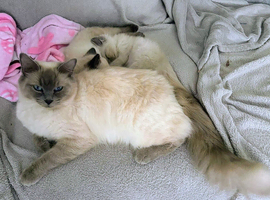 2 Stunning Boy Ragdolls