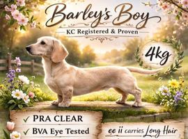Rodney kc Barleys Boy smooth cream carrying long miniature dachshund