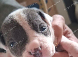 Beautiful littler of puppies