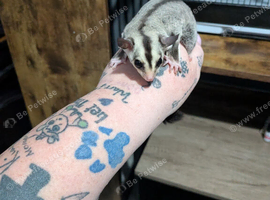 Last baby looking for her forever home
