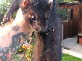 Black ferrets