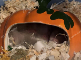 Grey and White fluffy syrian hamster