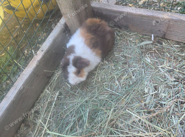 Teddy male guinea pig