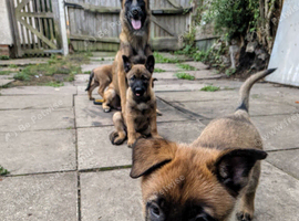Belgian malinos Belgium shepherd