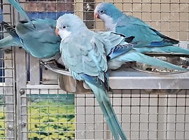 Baby Quaker Parrots