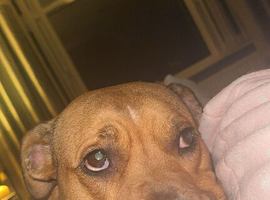 Bindi spayed female 6yo