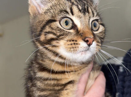 Tabby kitten