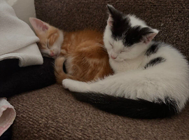 2 kittens left from a litter of 5!! Boy and girl :)