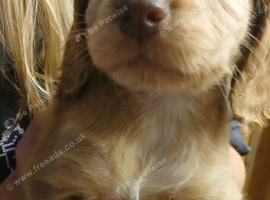 Cocker spaniel ready to leave
