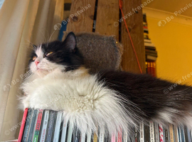 Persian mix female. Spayed and microchipped.