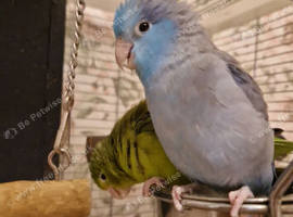 Pair of Parrotlets