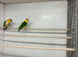 2026 Breeding pairs Yellow Thighed Caiques &pound;995pr with DNA's