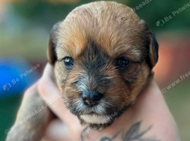 beautiful Multipom/terrier puppies beautiful