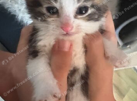 Beautiful kittens for sale