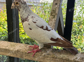Coloured racing pigeon