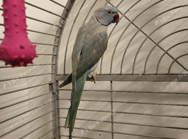 Male bird