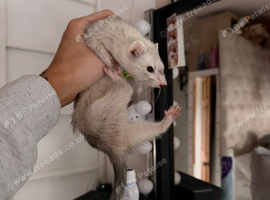 Half micro Jill ferret silver