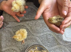 Chicks for sale