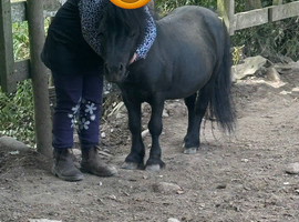 Absolutely tiny miniature horse stallion.
