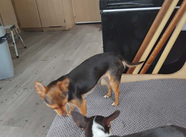 Chorkie bitch