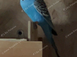 3 male budgies