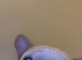 Hugo