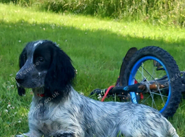 Blue roam Sprocket