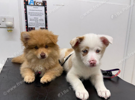 Rare long haired honey f3 male pup ready to go
