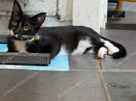 Female kitten