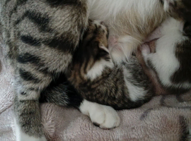 3 little kittens looking for home