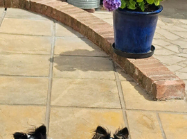 Beautiful papillon puppies