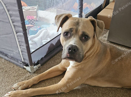 3 year old cross breed