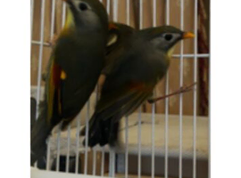 Pekin robins