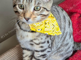 Bengal x Persian Boy